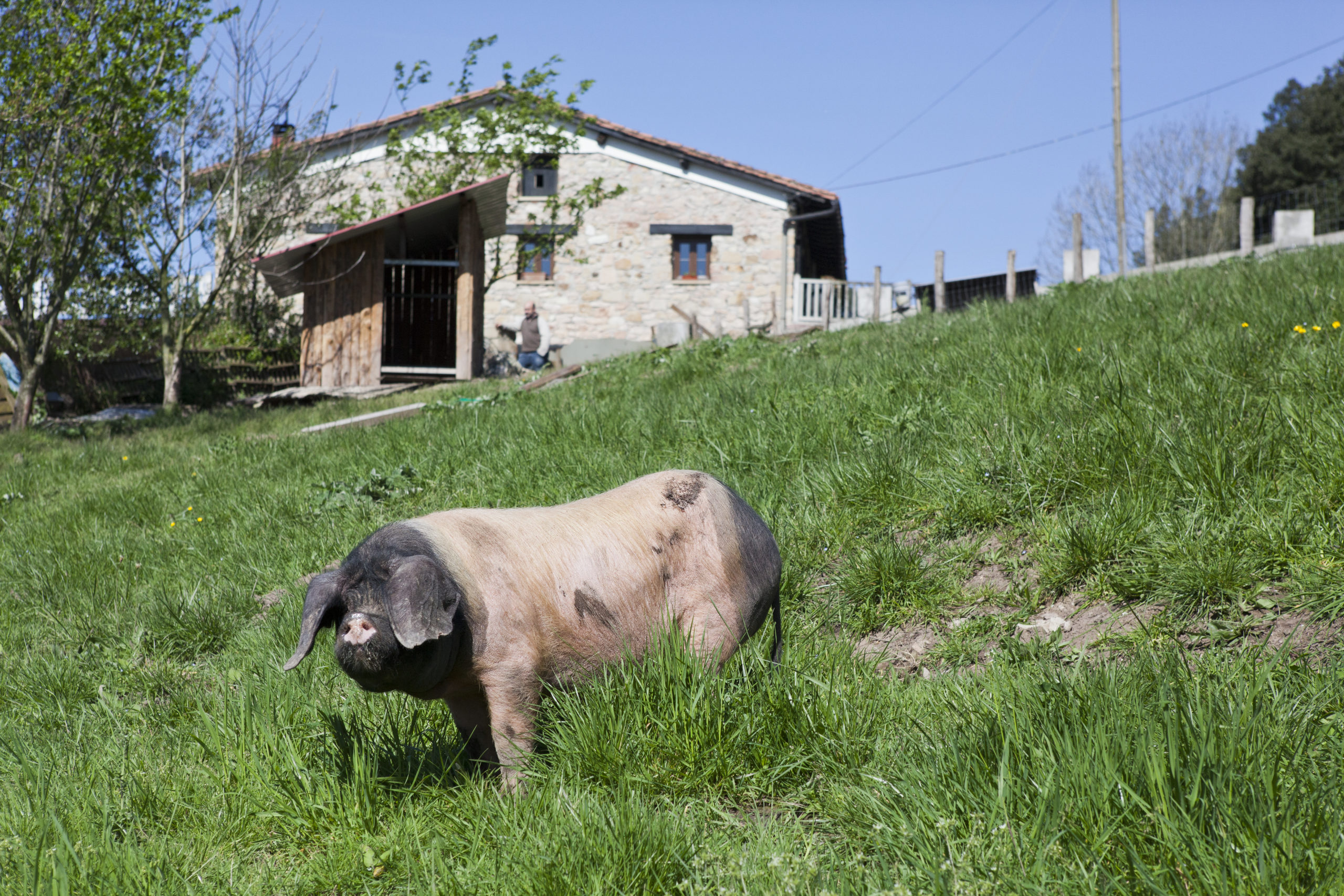 Nuestros cerdos, Ezkurtxerri Basque Porks